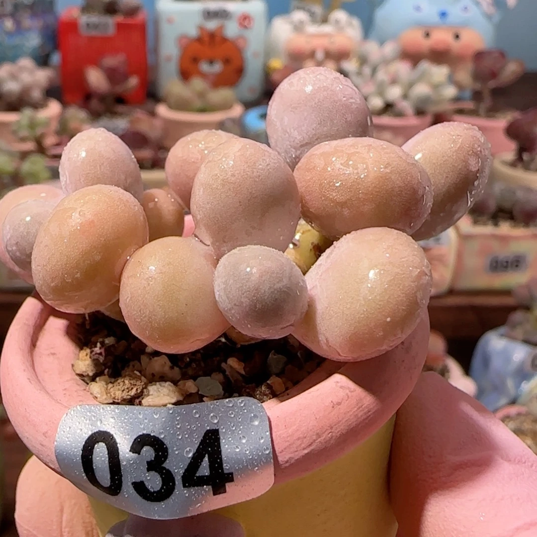 三头蛋黄奶 盆口3.5cm