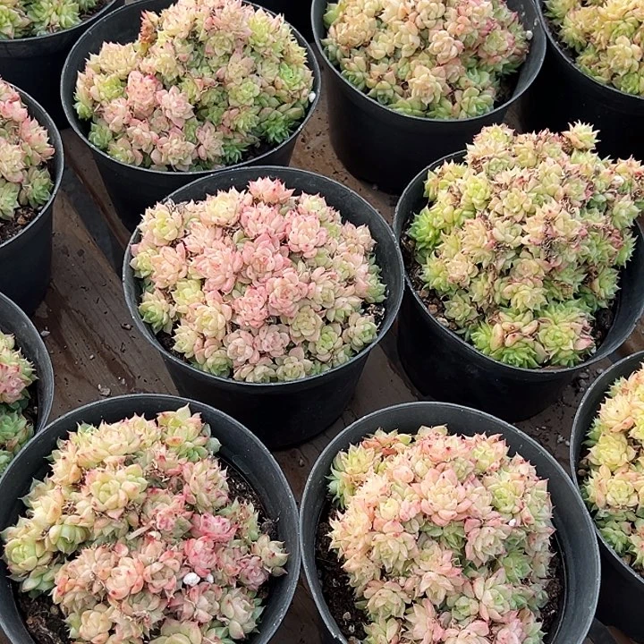 绿油麦秆      福利多多