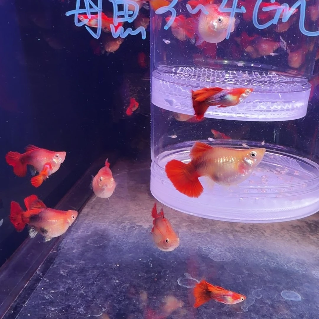 孔雀鱼黄暴球5对(4对备损1对)