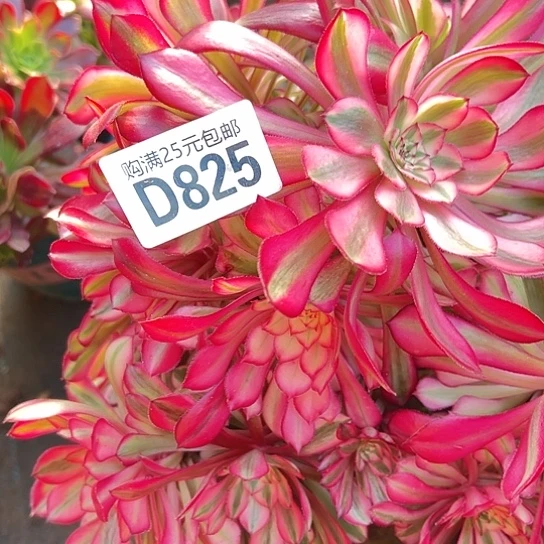 美***A多肉植物一个