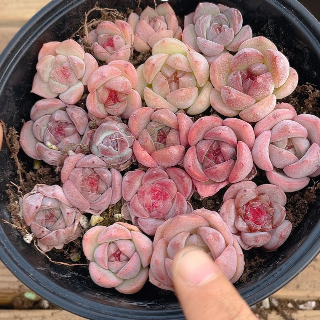 多肉植物多肉植物151