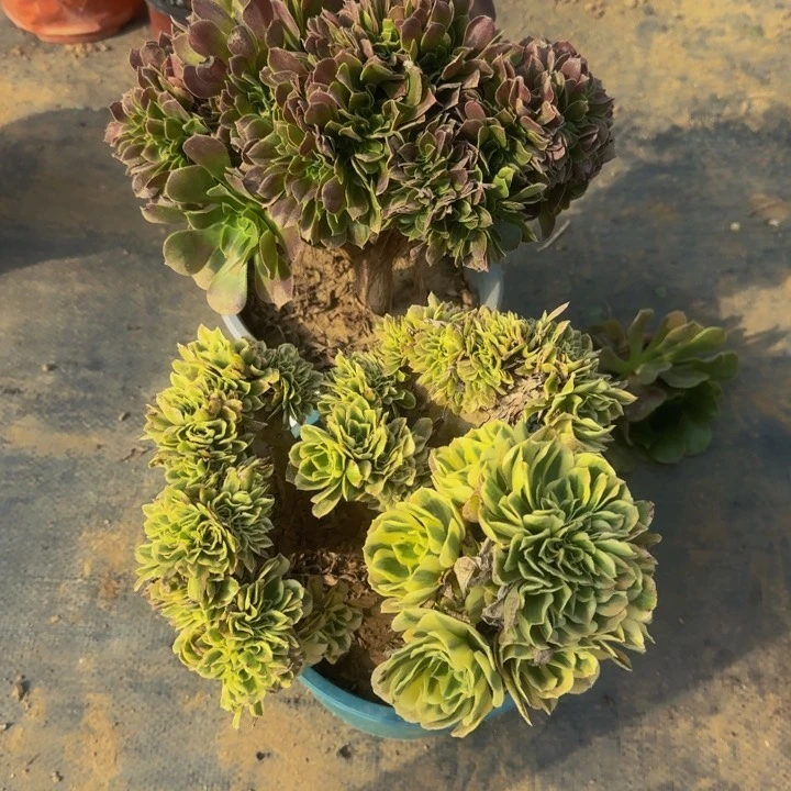 默认微瑕特价法师01