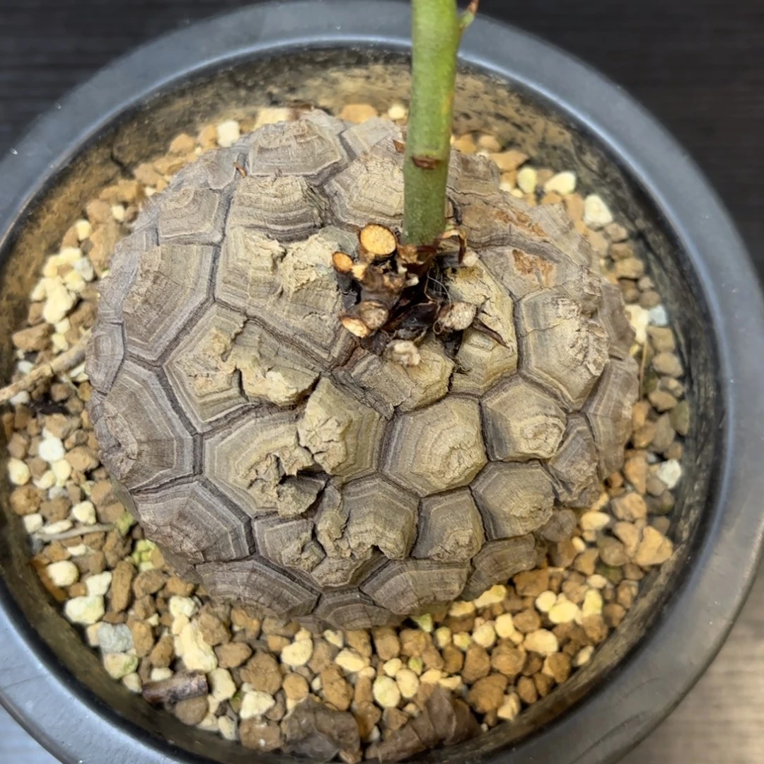 6号龟甲龙带盆包邮
