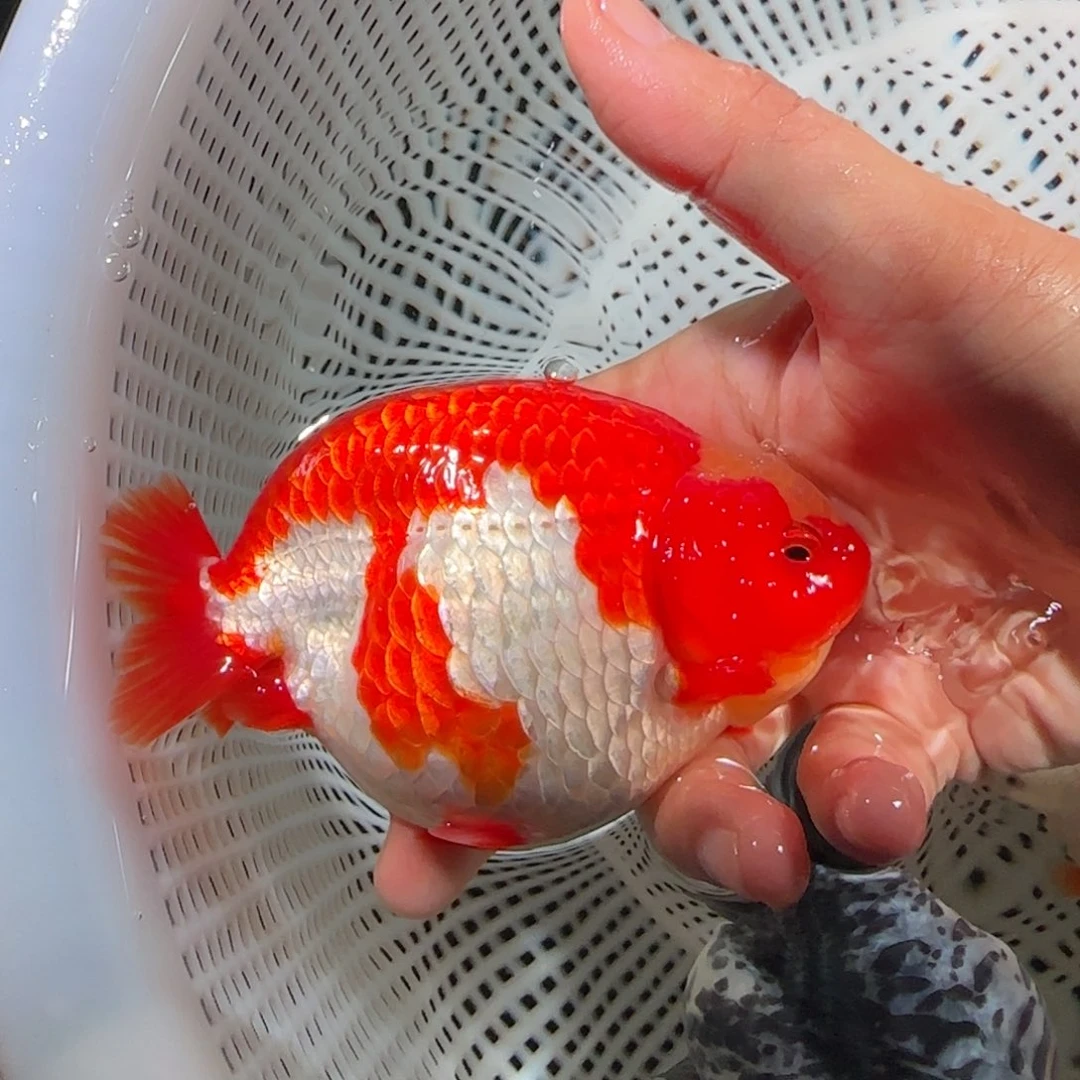 海水鱼潘氏小尾兰寿闪拍