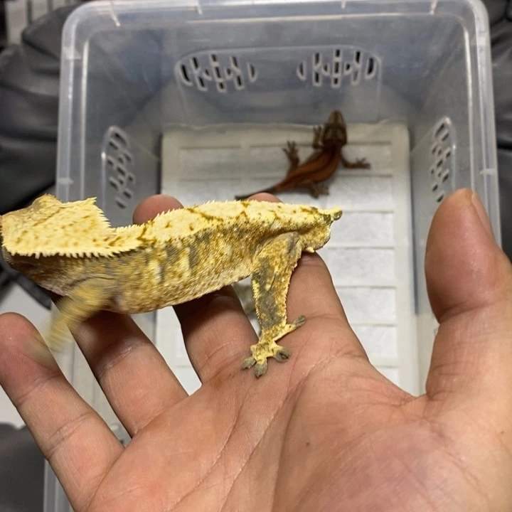 睫角守宫2025.11.29一号