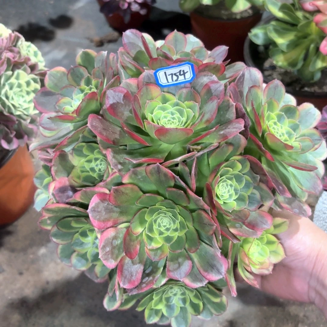 万奶白掐心丛林朵1754