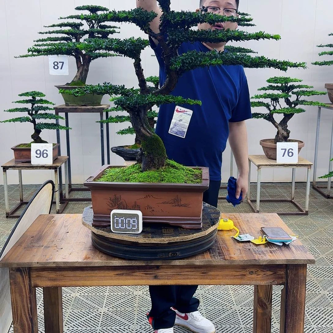 无花朵珍珠罗汉松造型盆景