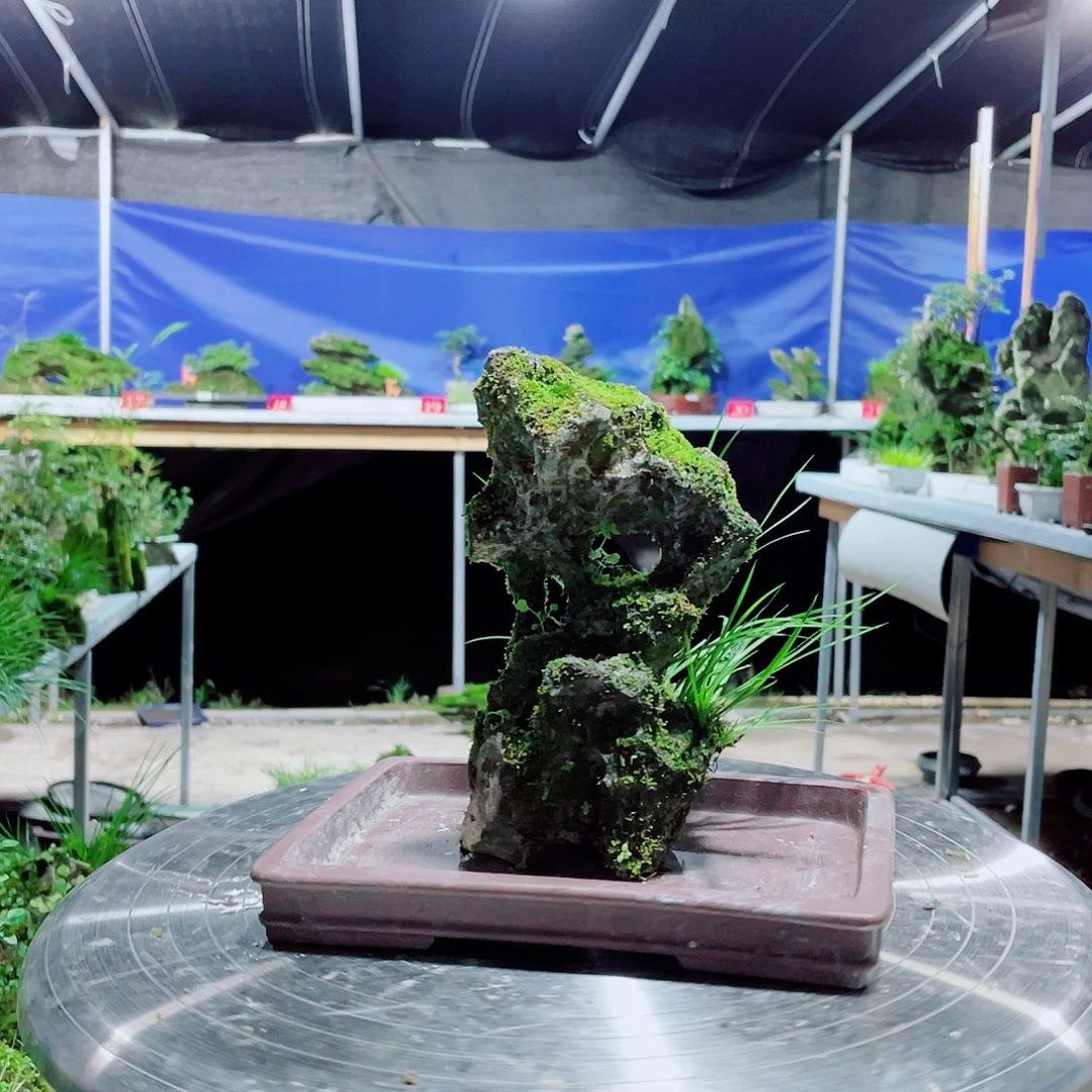 大***痕无花朵新品上架哦好货满分啊