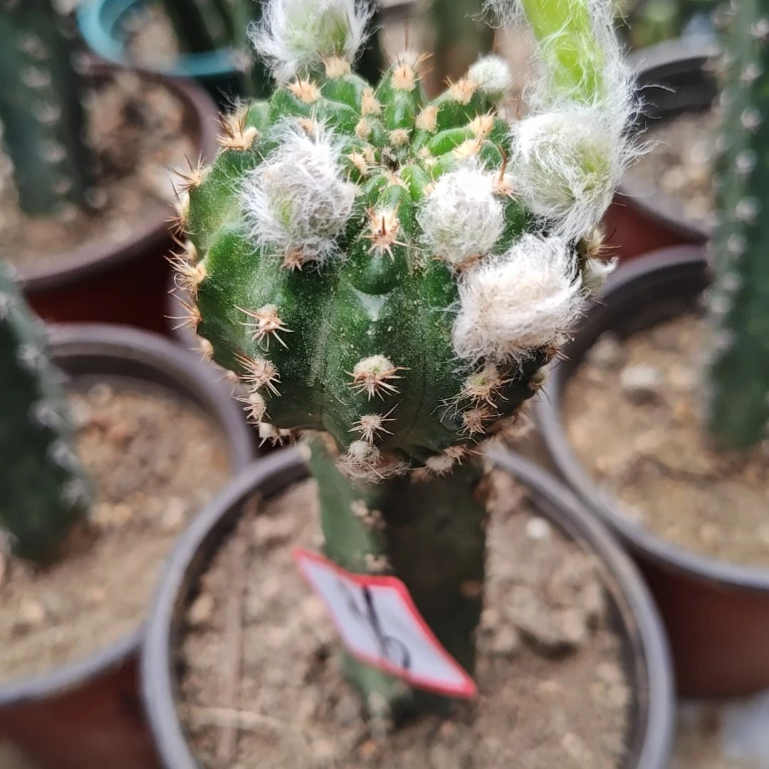 妖蝶秀普嫁接36福