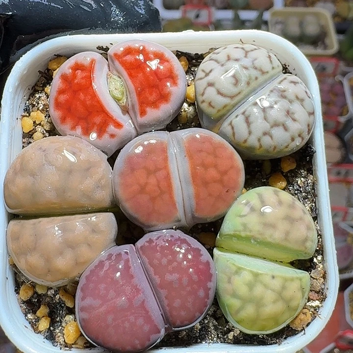 生石花1122222。  166