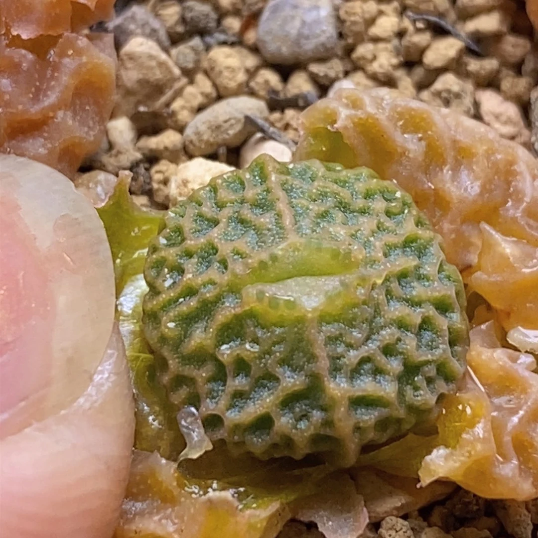 三头dt778超烧一颗青蛙