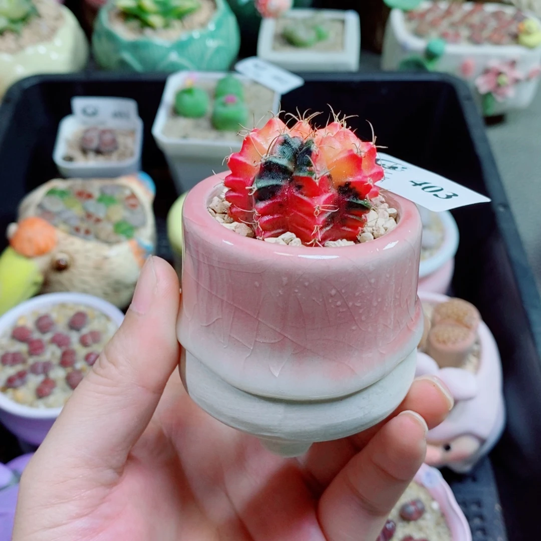 生石花花花花花花403
