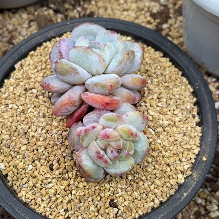 星影 石化 夏鸣园艺