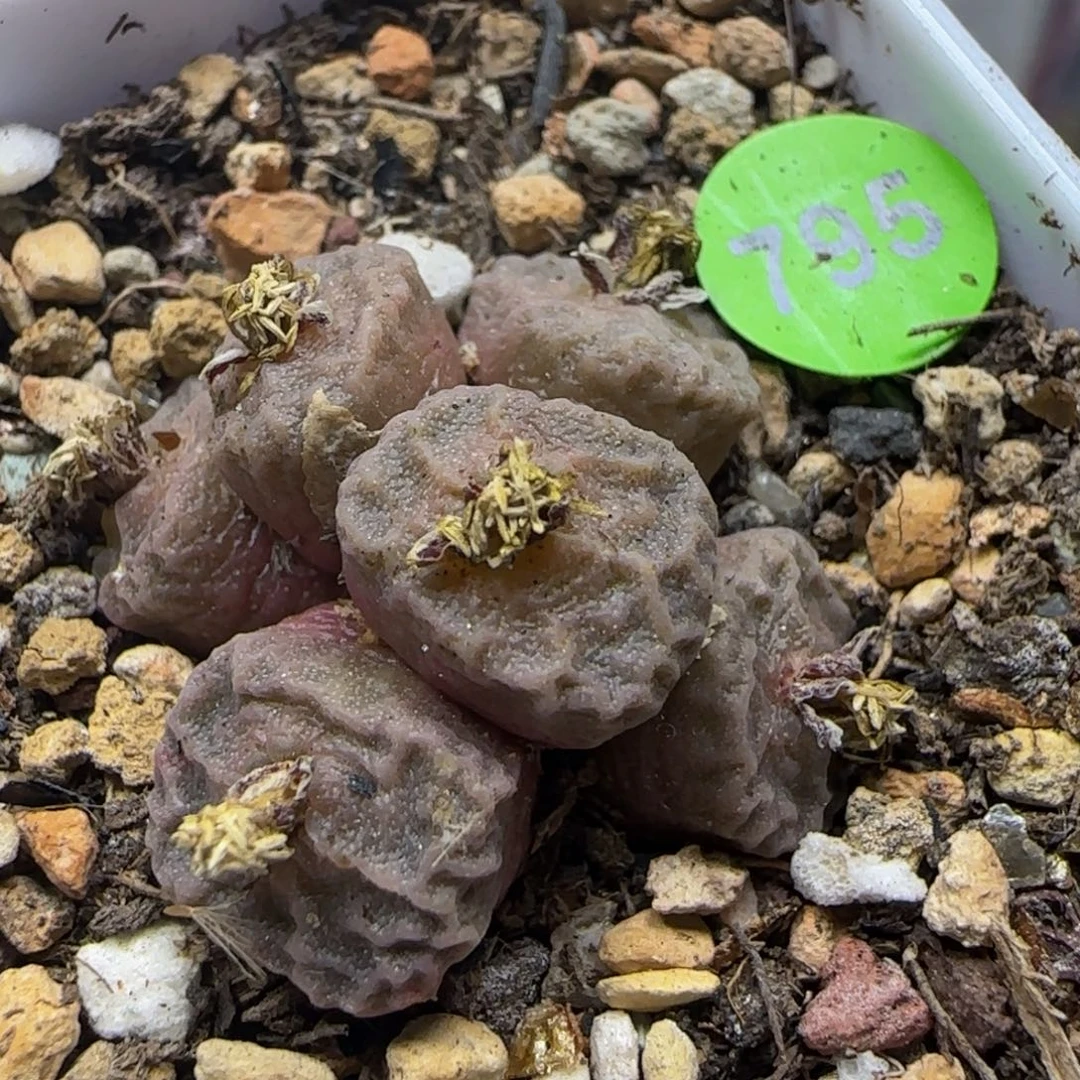 嘟嘟嘴烧麦群多肉植物795
