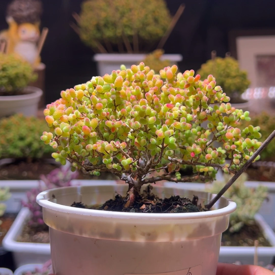 692金桔一物一拍包开箱