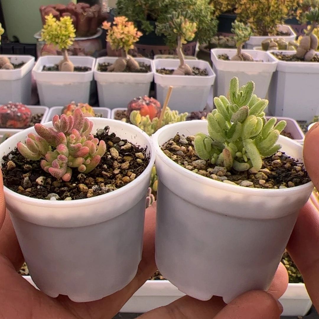 开播福利多肉植物枝干米粒锦红宝石锦