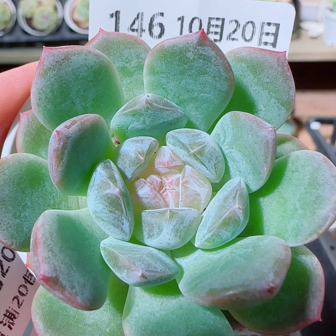 花语逸镜1020-146溏心