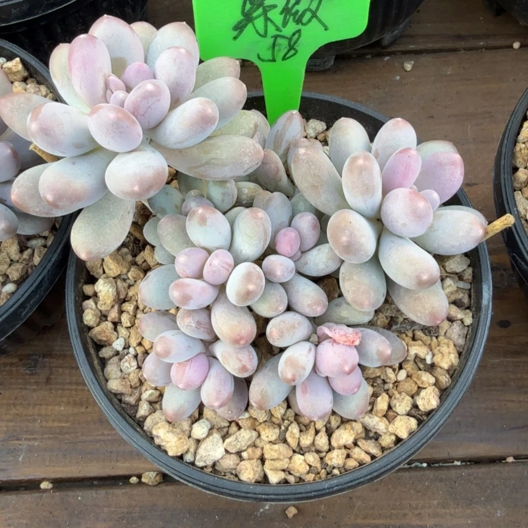 紫***学111111111111111111111