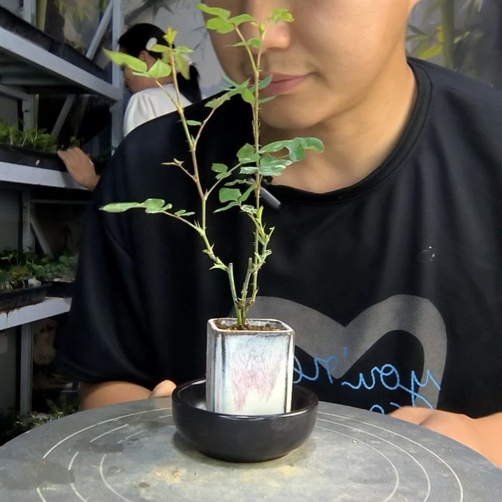 楽*李中青园艺一物一拍161