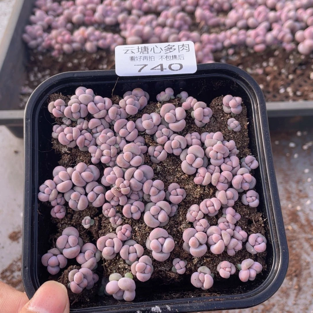 云糖心多肉植物740