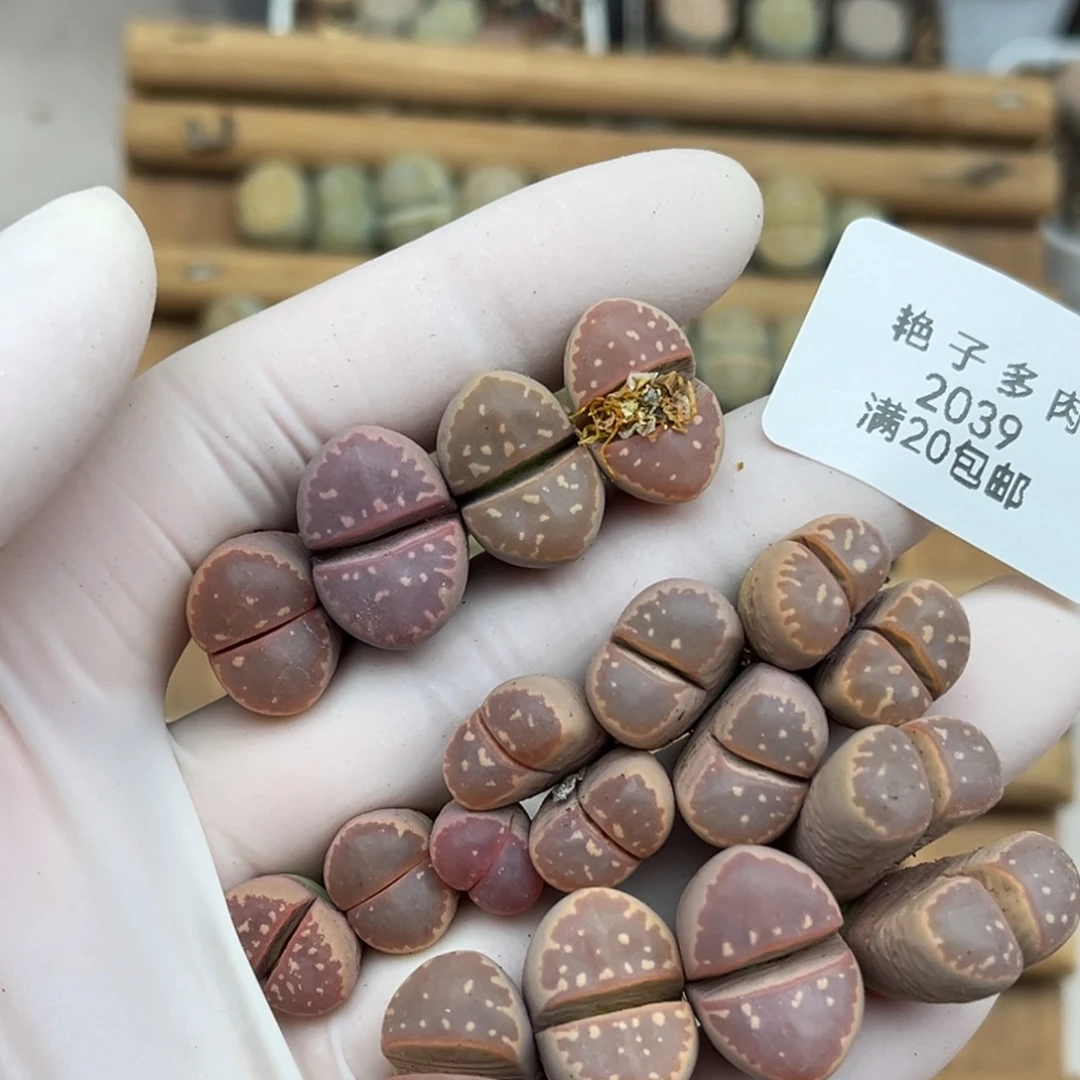 2039号一首粉橄榄发货
