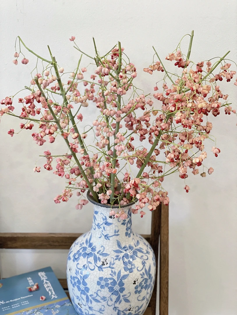 【白杜果链接】云南产地直发 | 新鲜采摘