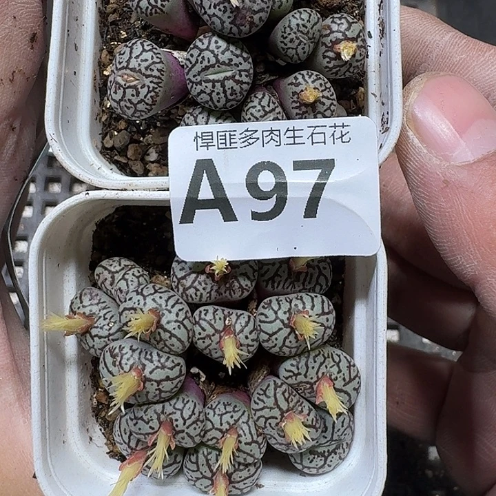 今***知97 多肉植物多肉植物