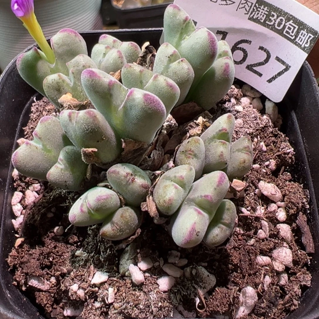 多肉植物1111111111111