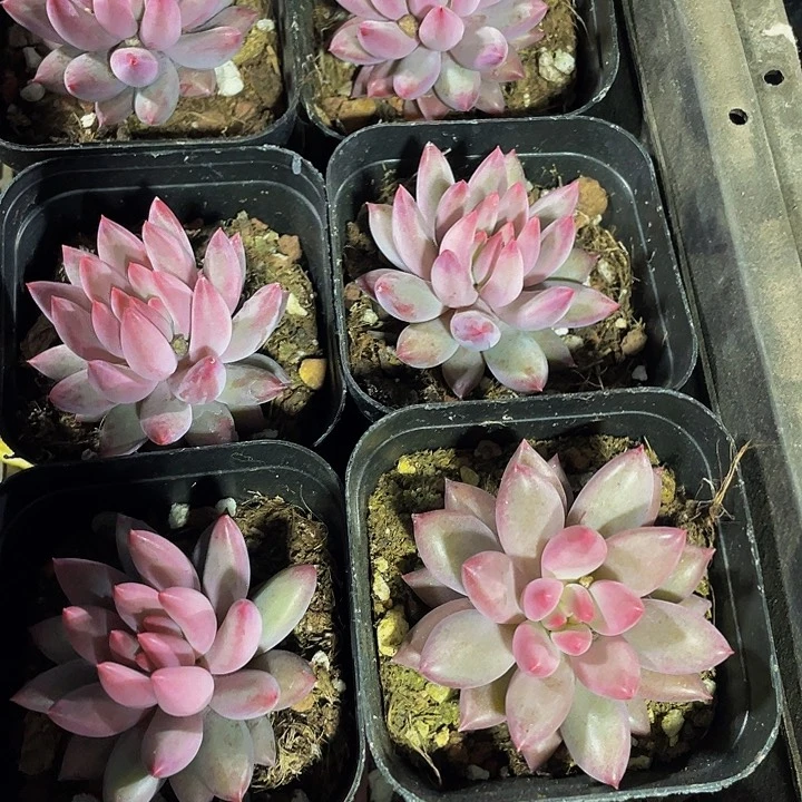 虞美人5.8带盆土