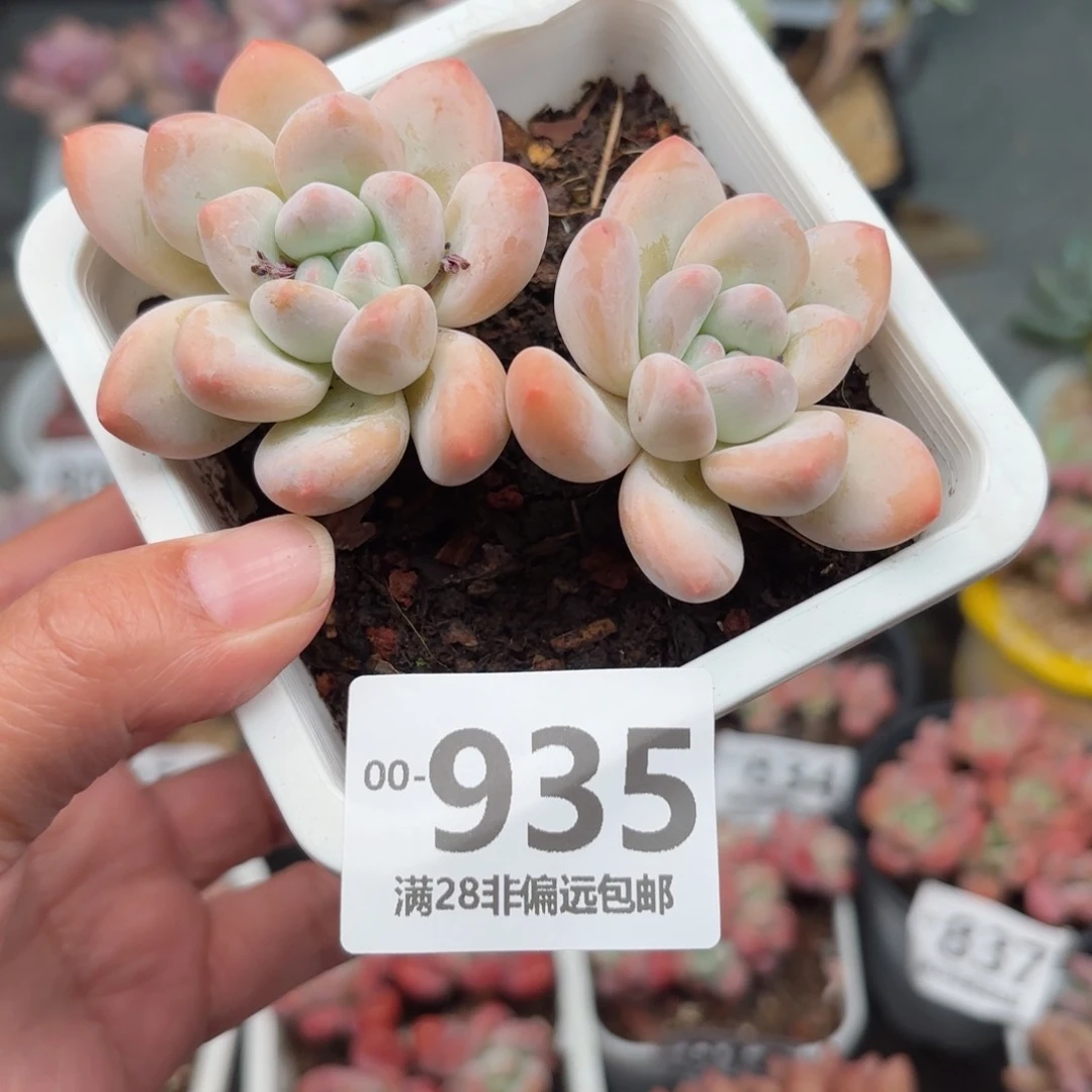 香水老桩多肉多肉多