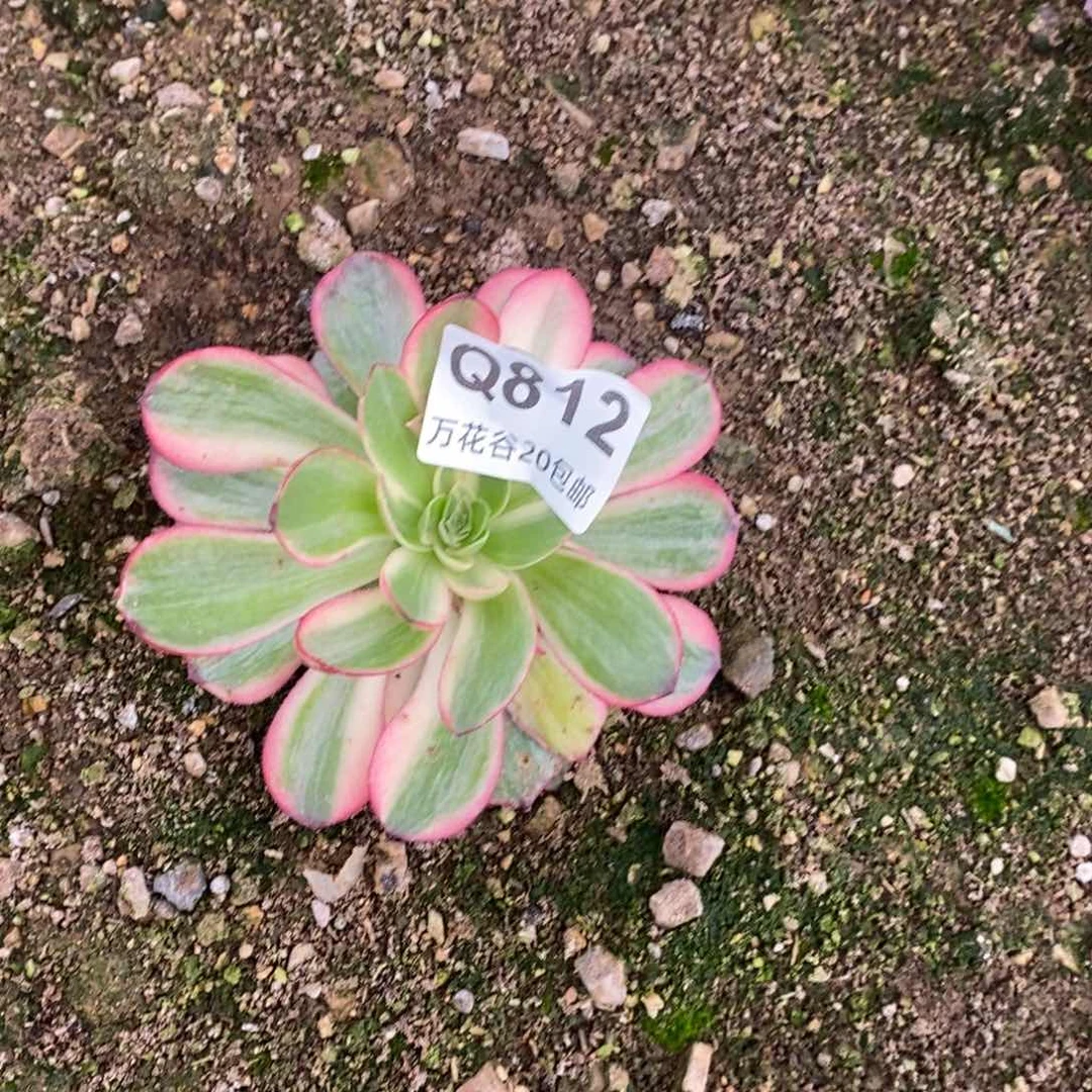 812黑魔锦多肉植物