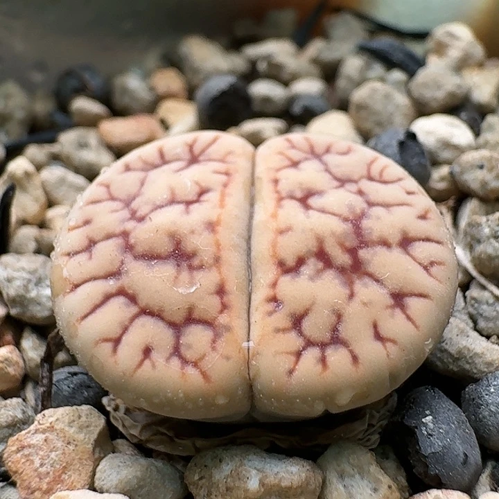 23824清框特价镇魂石