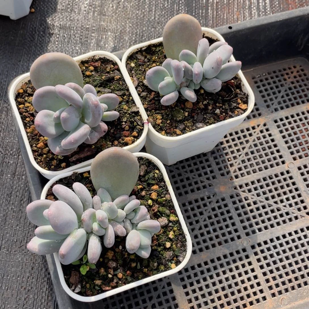 一****q姐姐说她真的有男朋友没