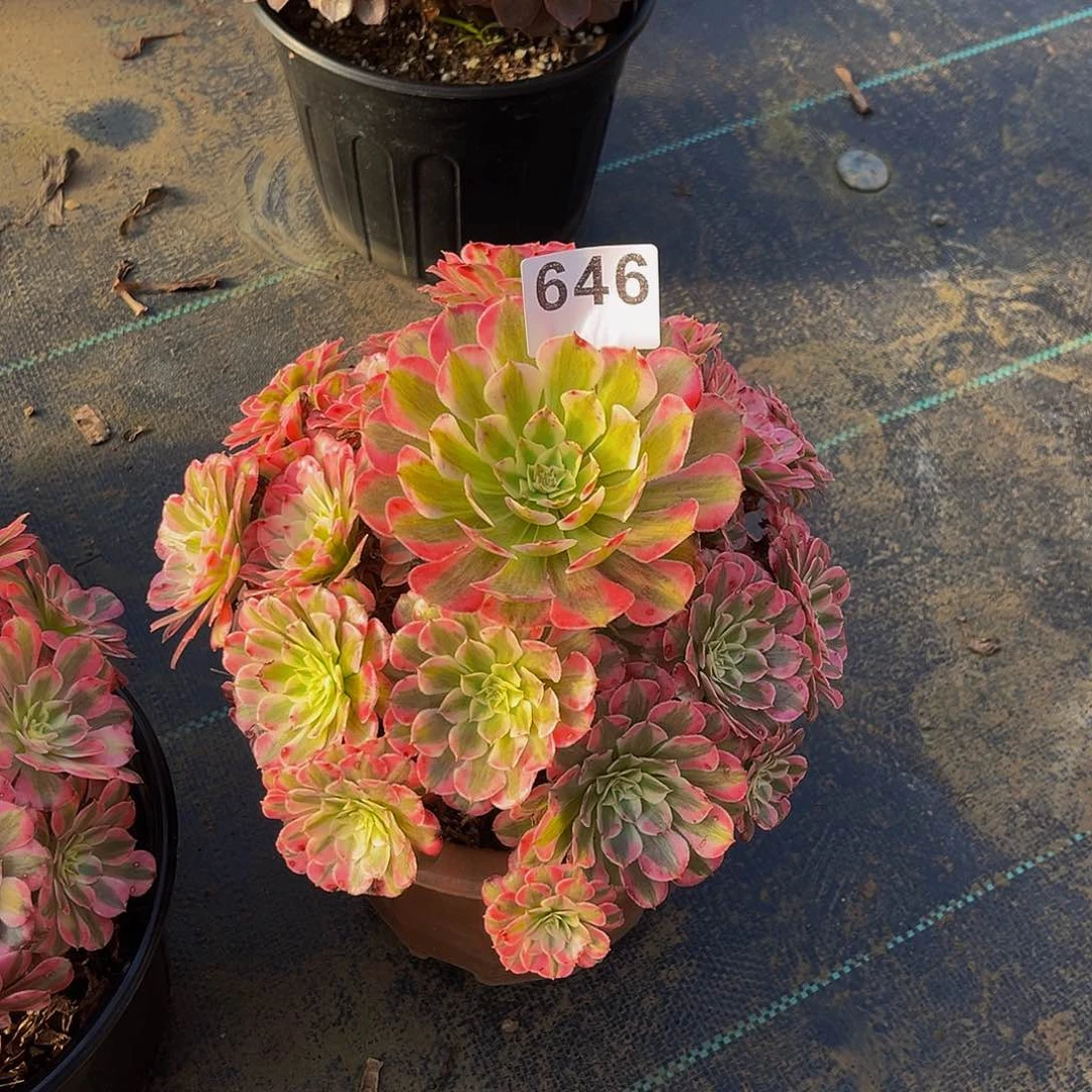 六*红铜白一物一拍646