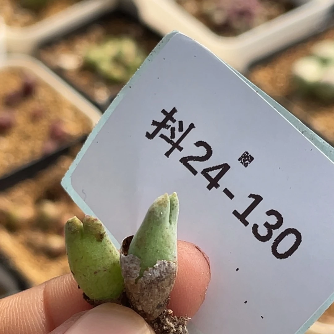 莹***枝24-130肉锥多肉植物