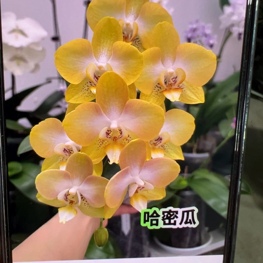当前无花栽培后可以开花双头苗哈密瓜，凑单发货