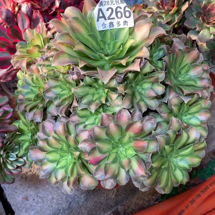 266多肉植物一物一拍