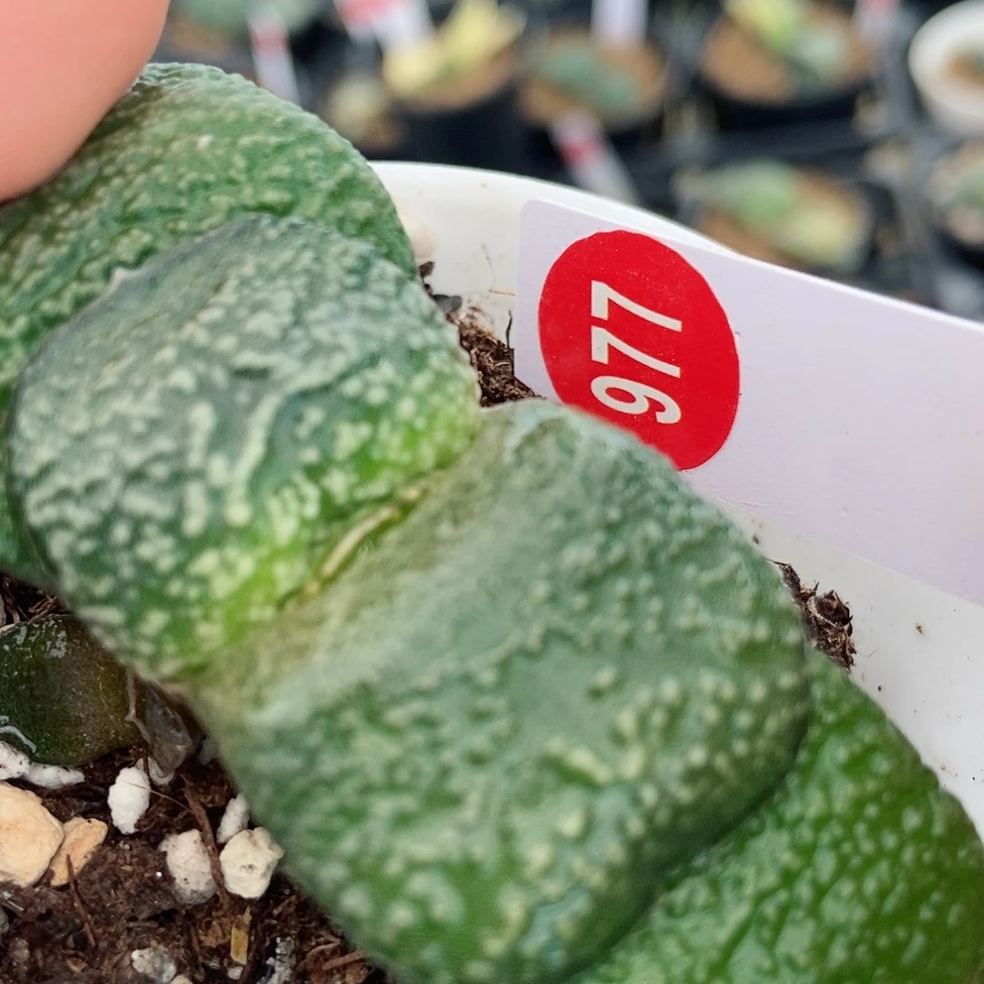 朋*977军配卧牛实生带盆发货