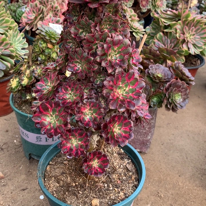 143冰淇淋多肉植物