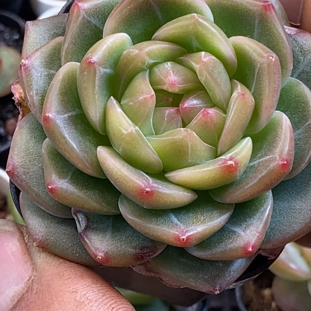 天官赐福百无禁忌