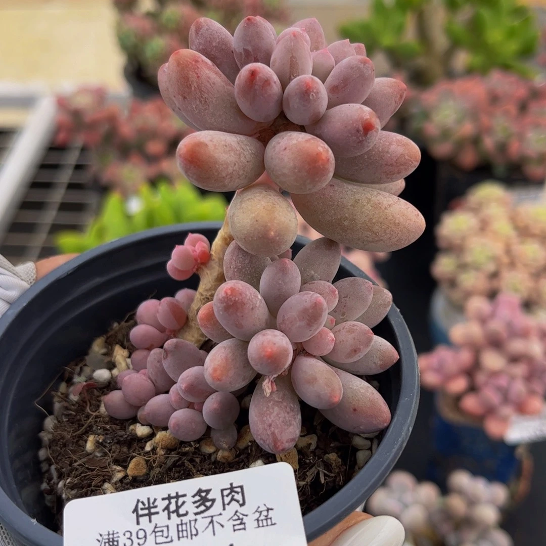 104-香水手指奶酪多肉5cm