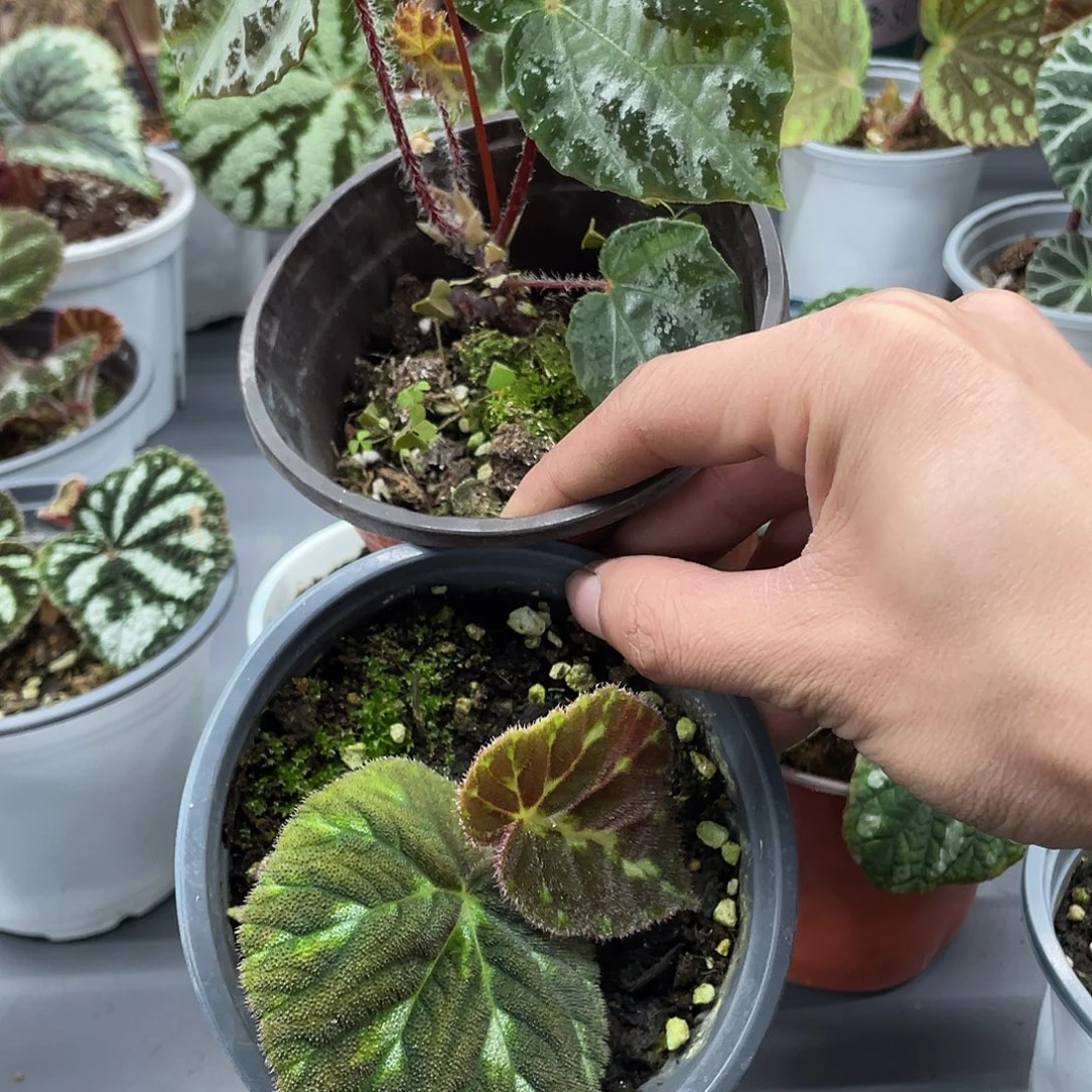 完全开放凉山云雀组合