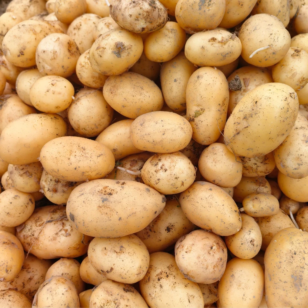 2025新鲜湖南湘西老品种土豆现挖高山土豆黄皮黄心