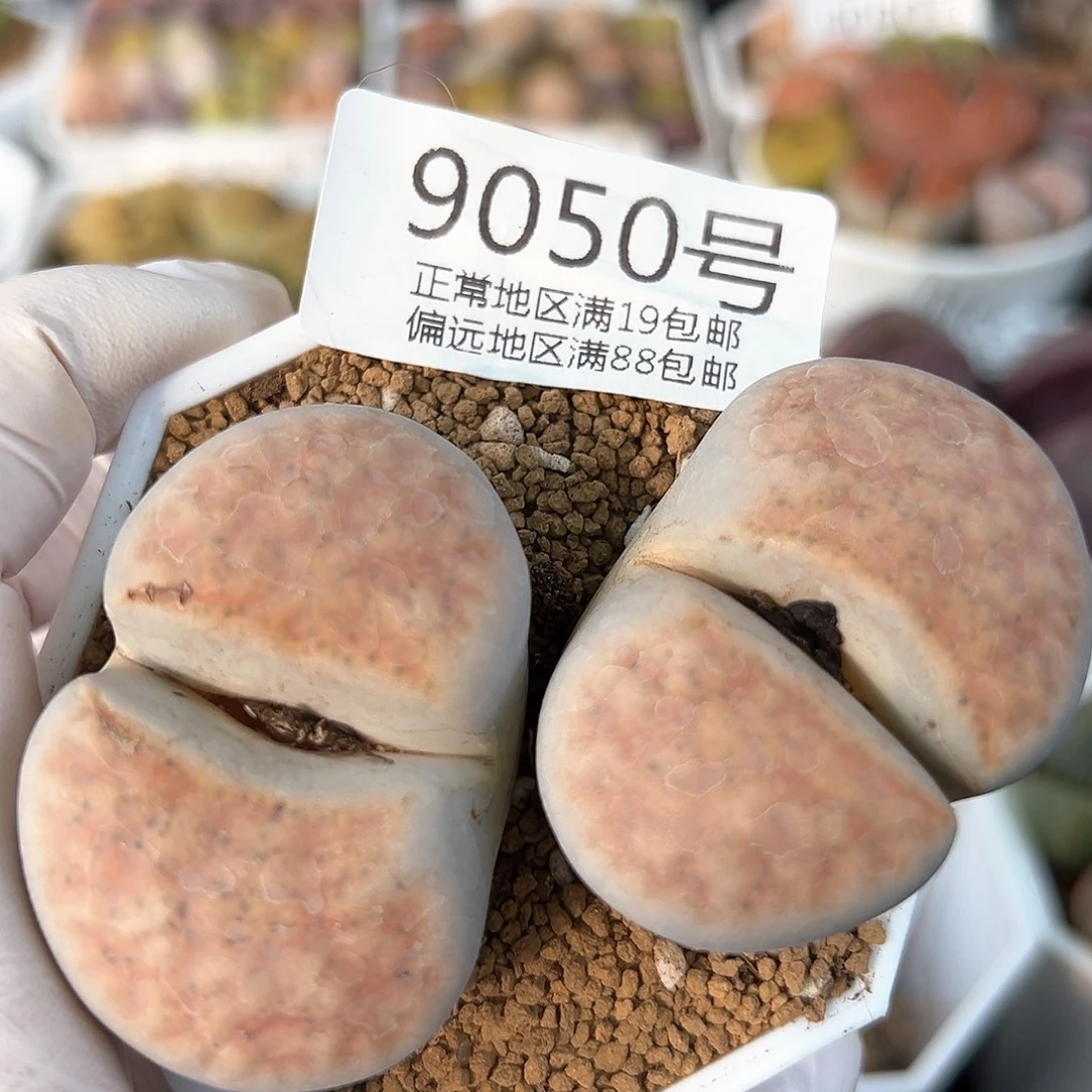 好养易活生石花大母本9050