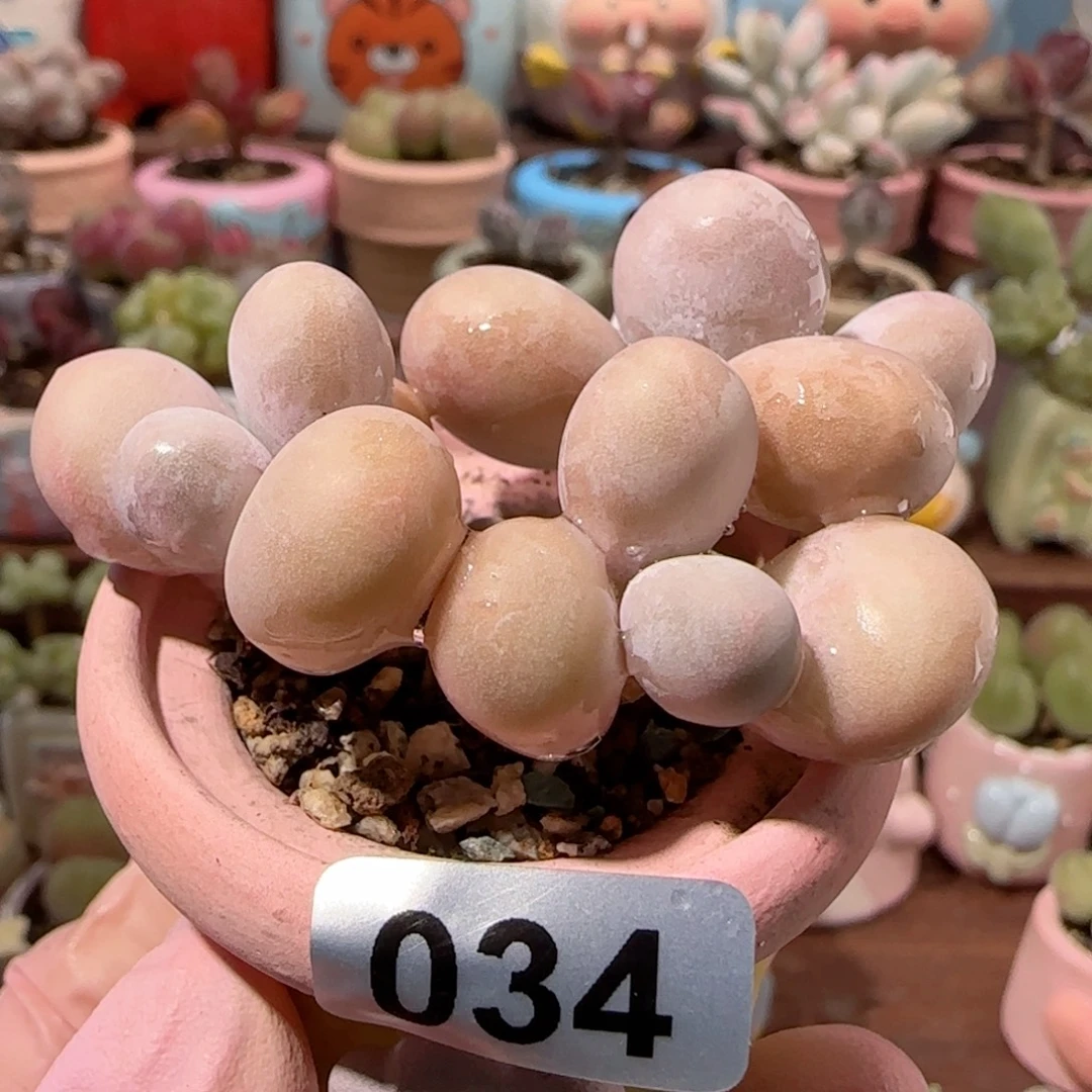 艳***云T粉粉蛋黄奶盆口2.5cm