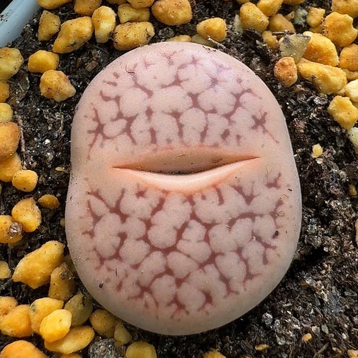 生石花111111。  2.0左右。  227