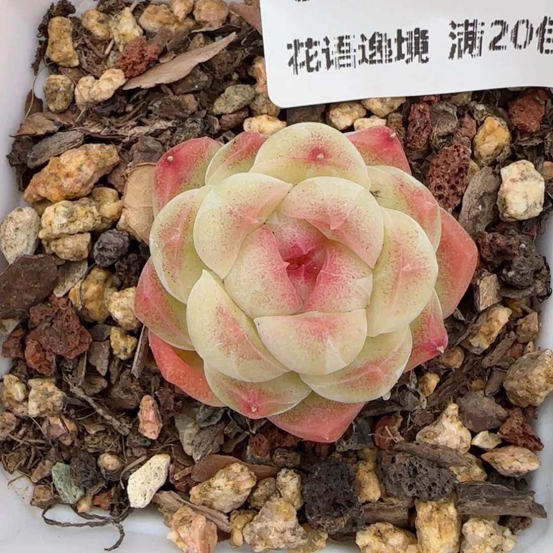 花语逸境0209-359