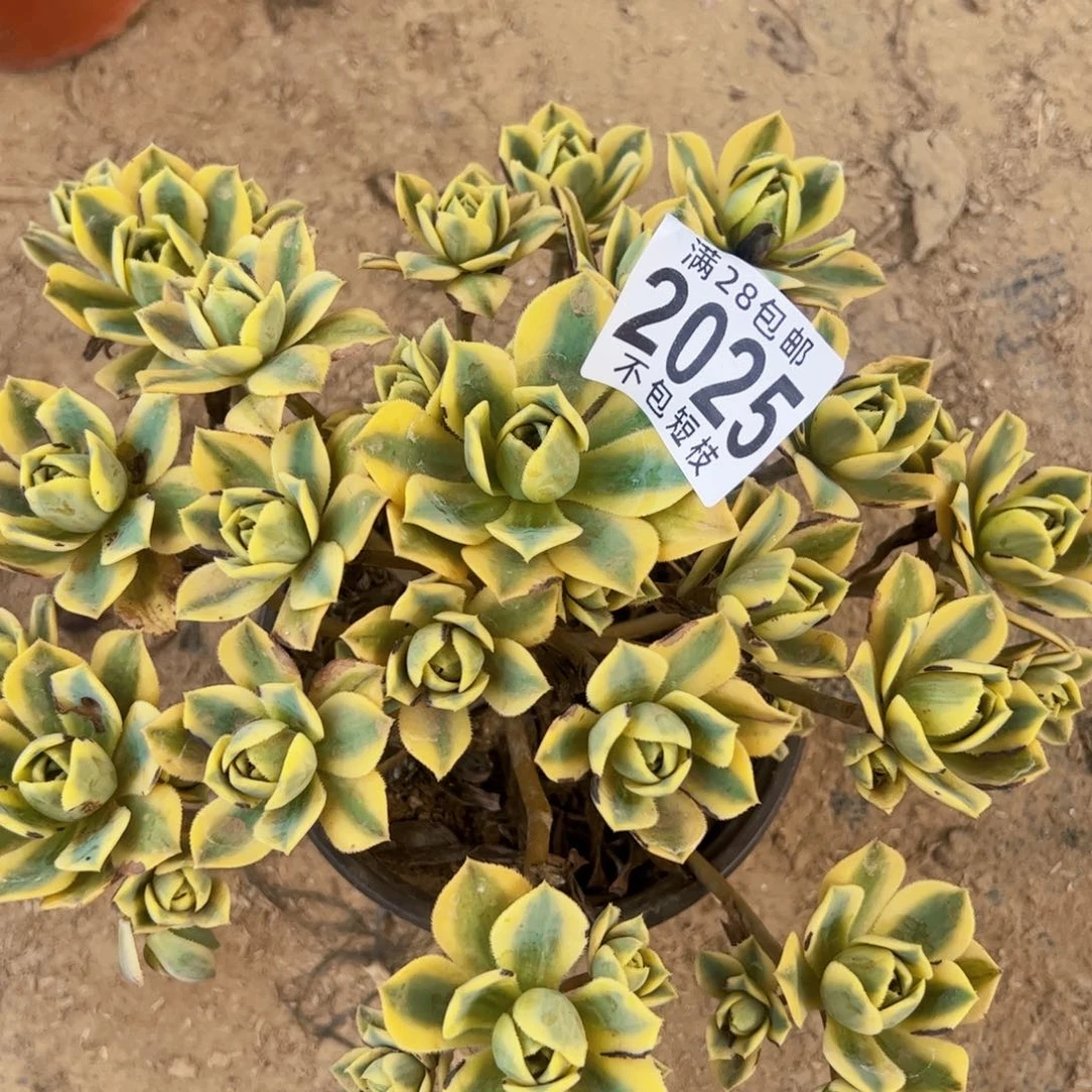 星报多肉植物2025
