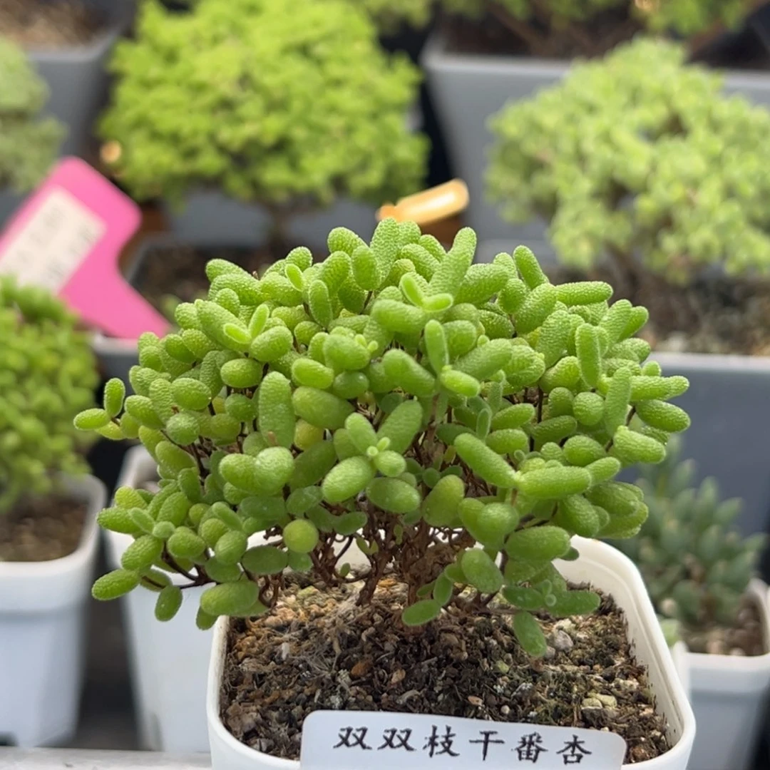 414蜜橘