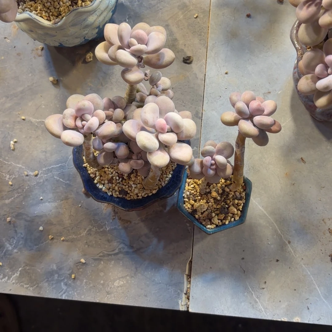 执**安4号老庄多肉植物
